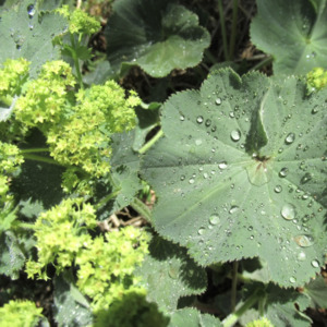 Grow Your Own: Lady's Mantle plant