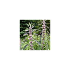 Grow Your Own: Motherwort plant