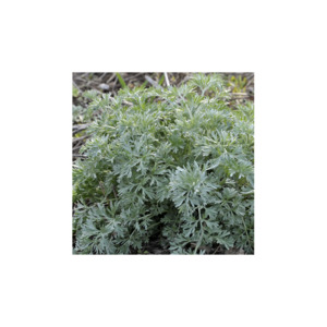 Grow Your Own: Wormwood Crown