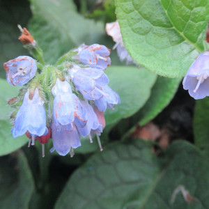 Grow Your Own: Evergreen Dwarf Comfrey