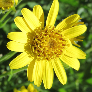 Arnica plants