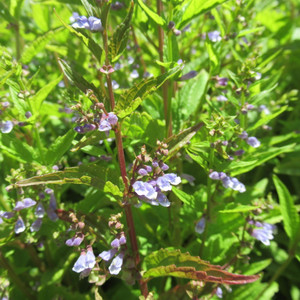 Grow Your Own: Skullcap plants