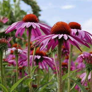 Grow Your Own: Echinacea crown