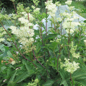 Meadowsweet crown