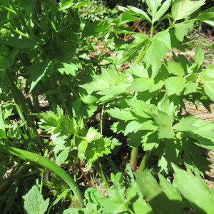 Lovage Crown