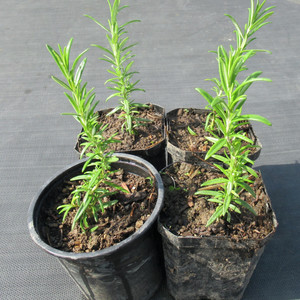 Grow Your Own: Rosemary seedling