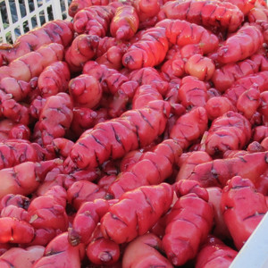 Grow Your Own: Seed Yams