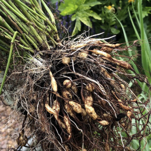 Grow Your Own: Earth Chestnut Plant
