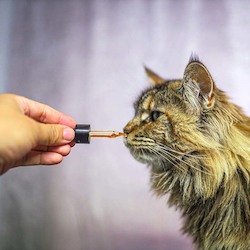 Cat NZ Green Lipped Mussel Oil - For joint care and well-being