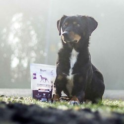 Dog: Dog Turkey Bites