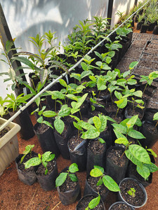 Products: Jackfruit Cheena Kotare Subtropicals