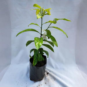 Products: Black Sapote Plant Kotare Subtropicals