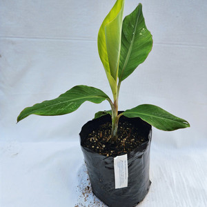 Products: Misi Luki Banana Plant Kotare Subtropicals
