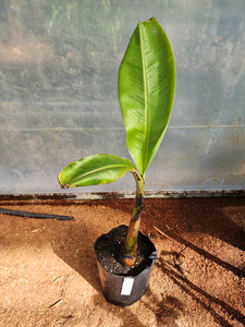 Products: Blue Java Banana Kotare Subtropicals