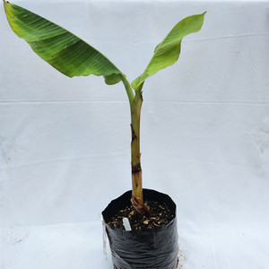 Products: Mona Lisa Banana Plant Kotare Subtropicals