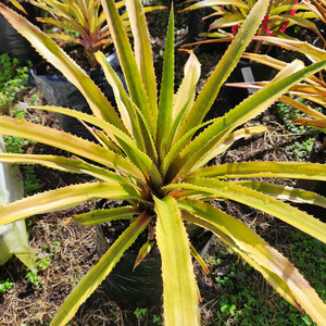 Products: Red Pineapple Plant Kotare Subtropicals