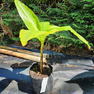 Products: Basjoo Banana Kotare Subtropicals