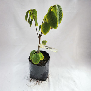 Products: Grafted Cherimoya Plant - Perla Kotare Subtropicals
