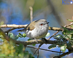Products: Grey Warbler/Riririro-5