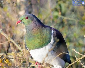 Products: Kereru In Kowhai-1