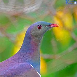 Products: Kereru