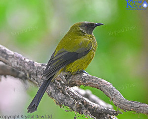 Products: Bellbird Male-4