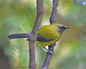 Products: Bellbird Male-3