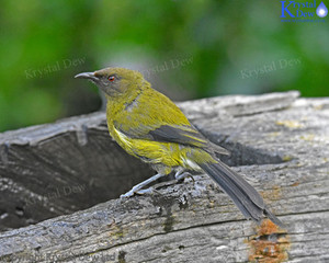Products: Bellbird on Waterbath-1