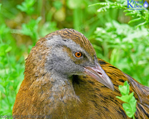 Products: Weka-3