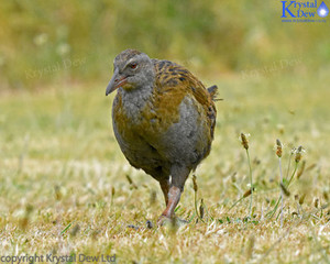 Products: Weka-4