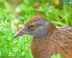 Products: Weka-2
