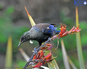 Products: Tui In The Flax-3