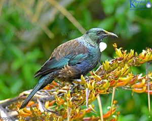 Products: Tui In The Flax-5