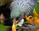 Tui In The Flax-4