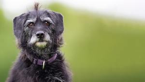 Products: Is Raw Dog Food the Secret to Happiness for Senior Dogs?