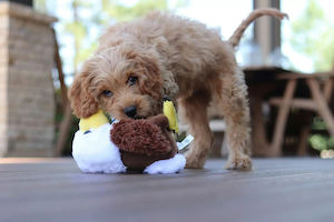 Products: Doggy Daycare for Your Puppy