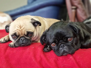 Products: Do Dogs Get Tired of Doggy Daycare? Understanding Your Pup’s Experience