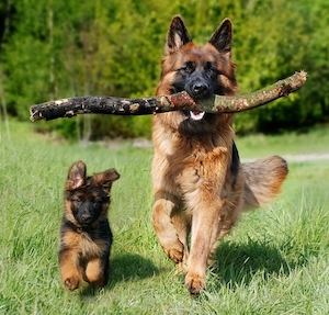 Products: Mental Stimulation and Enrichment Ideas and Activities to keep your dog busy