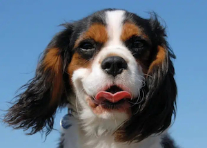 Products: Raw Dog Food for a Cavalier King Charles Spaniel