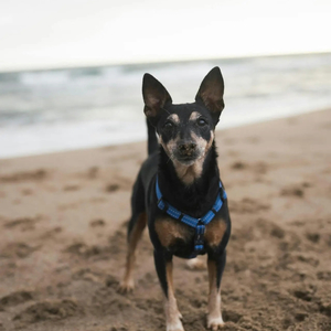 Dog Walking in Christchurch That Makes Life Easier for You and Better for Your Dog