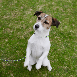 Puppy and Dog Training Classes at Kuri in Christchurch