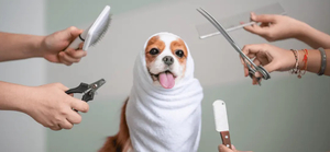 Products: Expert Dog Grooming Services at KURI City Christchurch
