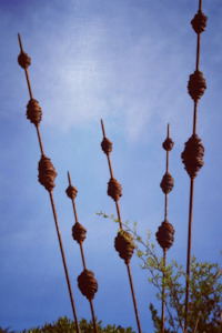 Corten Steel Ladybugs: Rusty Kakano Seed Pods Corten Steel