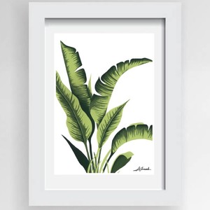 Banana Tree Framed Print
