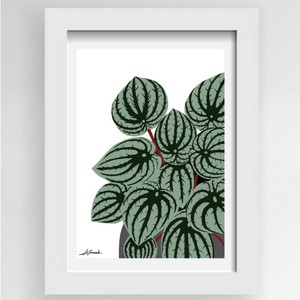 Gift Ideas Under $50 NZ Made Ladybugs Marketplace: Watermelon Peperomia Print