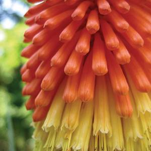 Garden Centre: Red Hot Poker Kniphofia