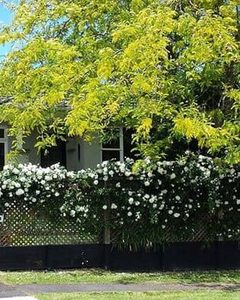 Garden Centre: Gleditsia Tree Sunburst