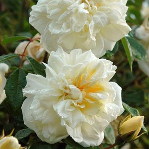 Garden Centre: Alberic Barbier 1900’s Rambling Rose