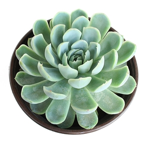 Garden Centre: Echeveria elegans Succulent