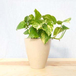 Golden Pothos Epipremnum aureum